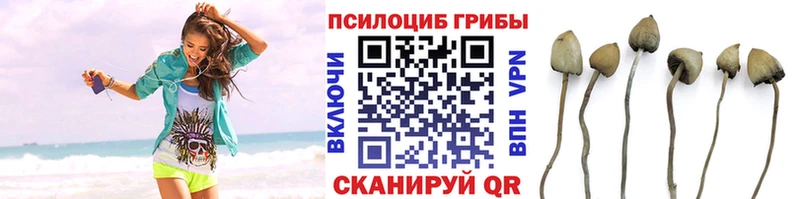 Псилоцибиновые грибы Psilocybe  Артёмовский 